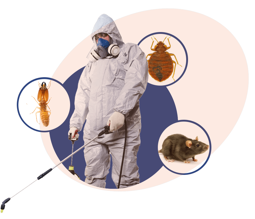 Noida Pest Control | +91 87004 07010